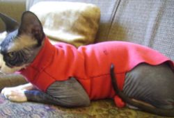 25+ Sewing Patterns For Cat Clothes